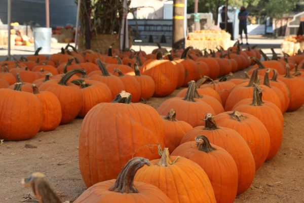 Gilchrist Farm’s Harvest Festival takes us into the Autumn season